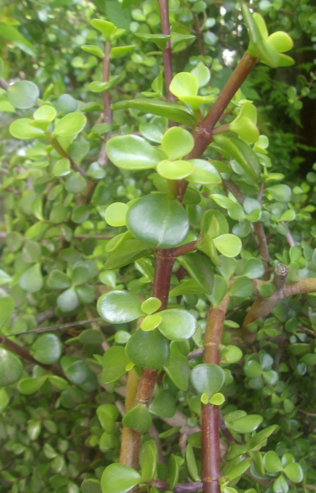Portulacaria afra Elephant Jade Cuttings - 3 Fresh 5-6 inch Succulent Cuttings for Propagation