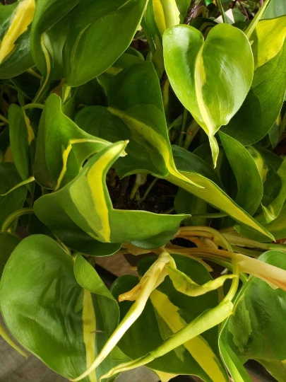 Philodendron Brasil Cutting - Heart Leaf Philodendron Cordatum Unrooted Cutting