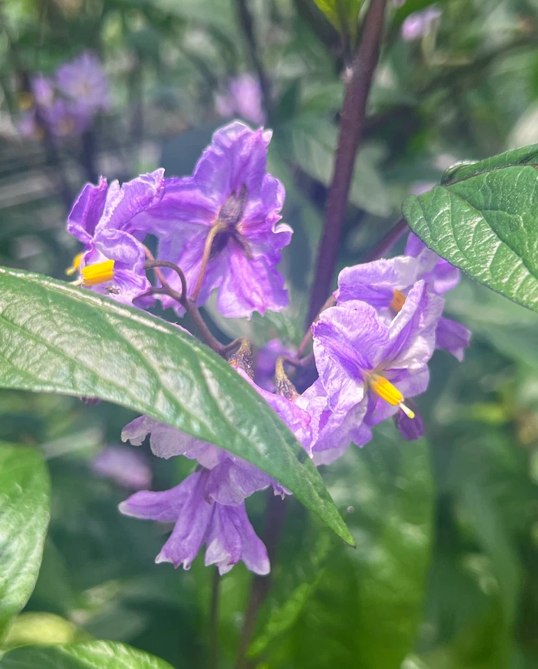Pepino Melon Cuttings – Deep Purple Variety (6 Unrooted Cuttings) Solanum muricatum