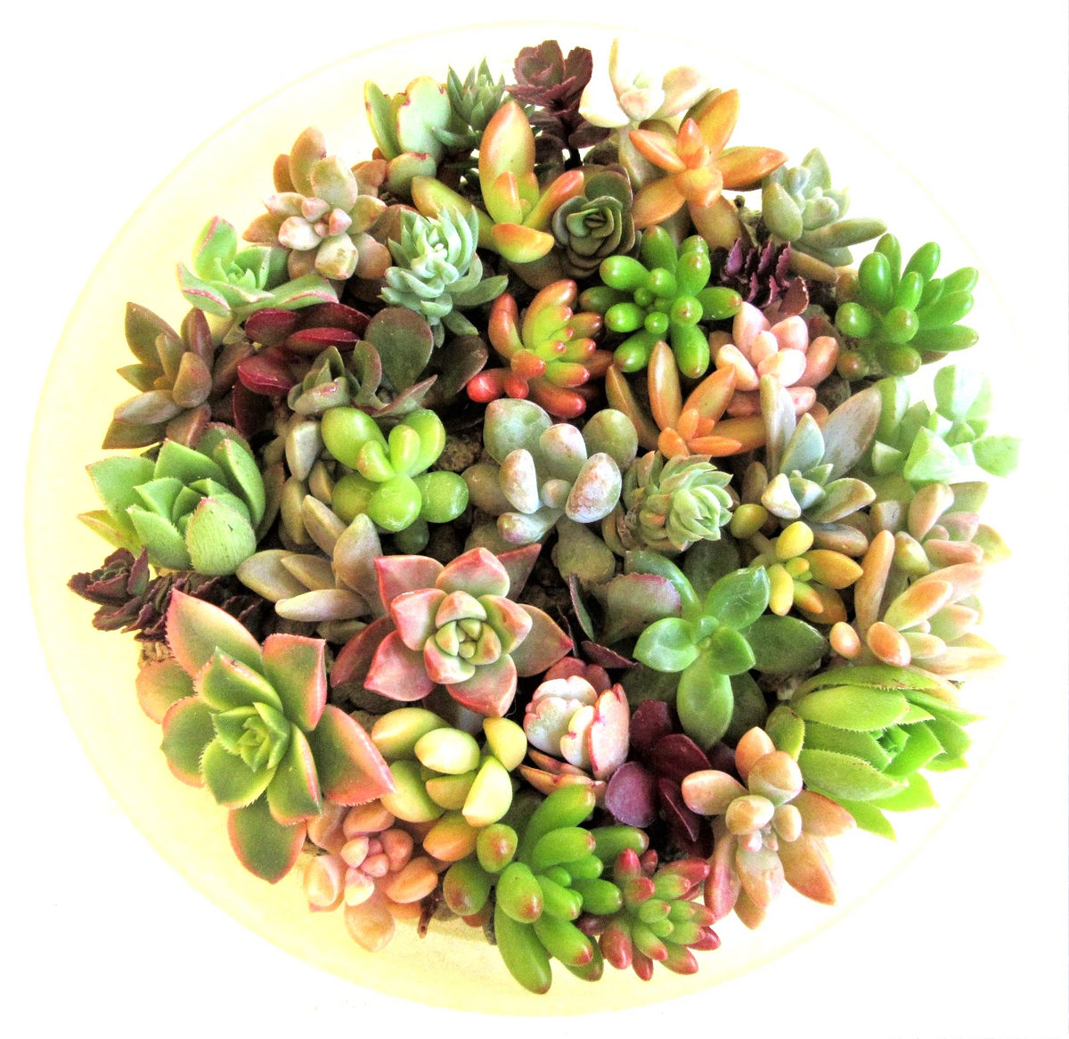 Mix 30+ Succulent Rosettes – 1–2