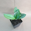 Scindapsus treubii Moonlight (Moonlight Silver) 4" Pot – Sterling Silver Plant