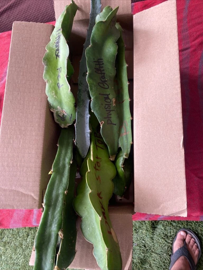 Dragon Fruit Cuttings 19 Unrooted 8–12 in | Pitaya Hylocereus/Selenicereus