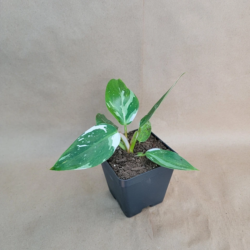 Philodendron White Princess Live Plant – 4" Pot, Variegated Aroid