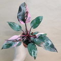 Marble Galaxy Pink Princess Philodendron – 4" Pot, Rare Variegated Aroid
