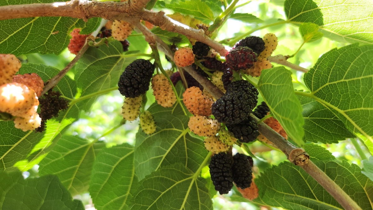 Black Mulberry Morus nigra Cuttings - 25 Unrooted Live Mulberry Cuttings for Propagation