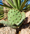 Opuntia macrorhiza Plains Prickly Pear — 1 Fresh Cactus Pad Cutting (Cold-Hardy, Yellow Blooms)