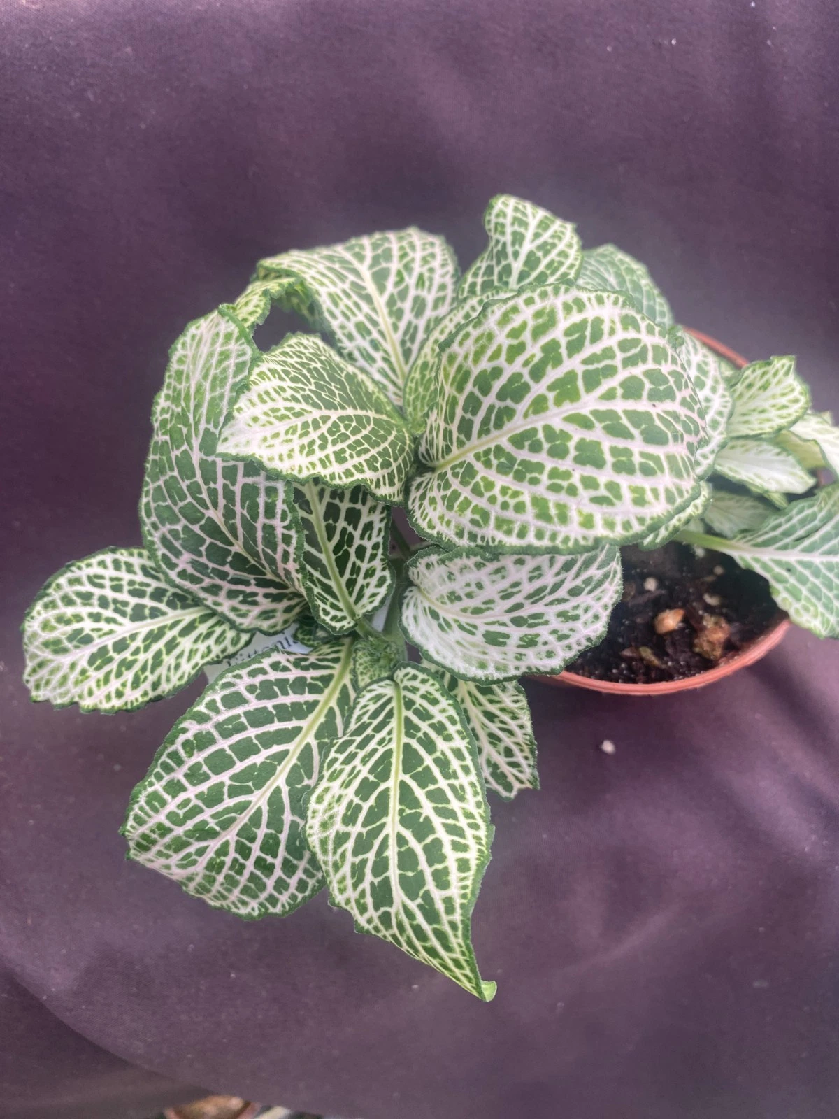 Fittonia Purple Snow Anne Rooted Nerve Plant in 3-Inch Pot