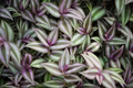 Tradescantia Zebrina Cuttings — 6 Organic Wandering Jew Stems for Rooting