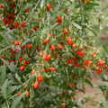 Goji Berry Live Plant - Lycium barbarum 6-Inch Rooted Cutting, Potted for Home Garden