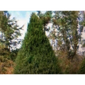 Eastern Red Cedar Tree Cuttings - 8 Live Unrooted Stem Cuttings Juniperus virginiana