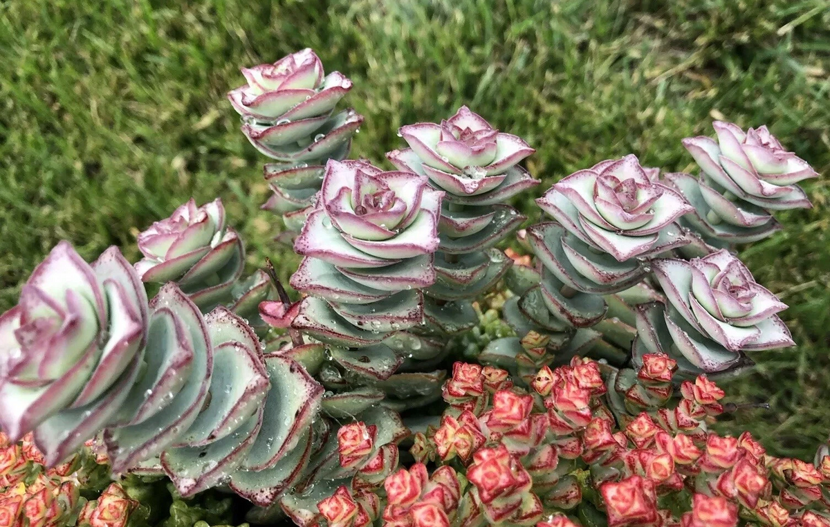 Crassula perforata String of Buttons – 2 Fresh 3–4" Cuttings