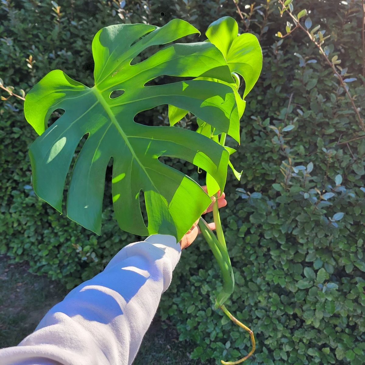 Monstera Deliciosa Rooted Cutting | Swiss Cheese Plant