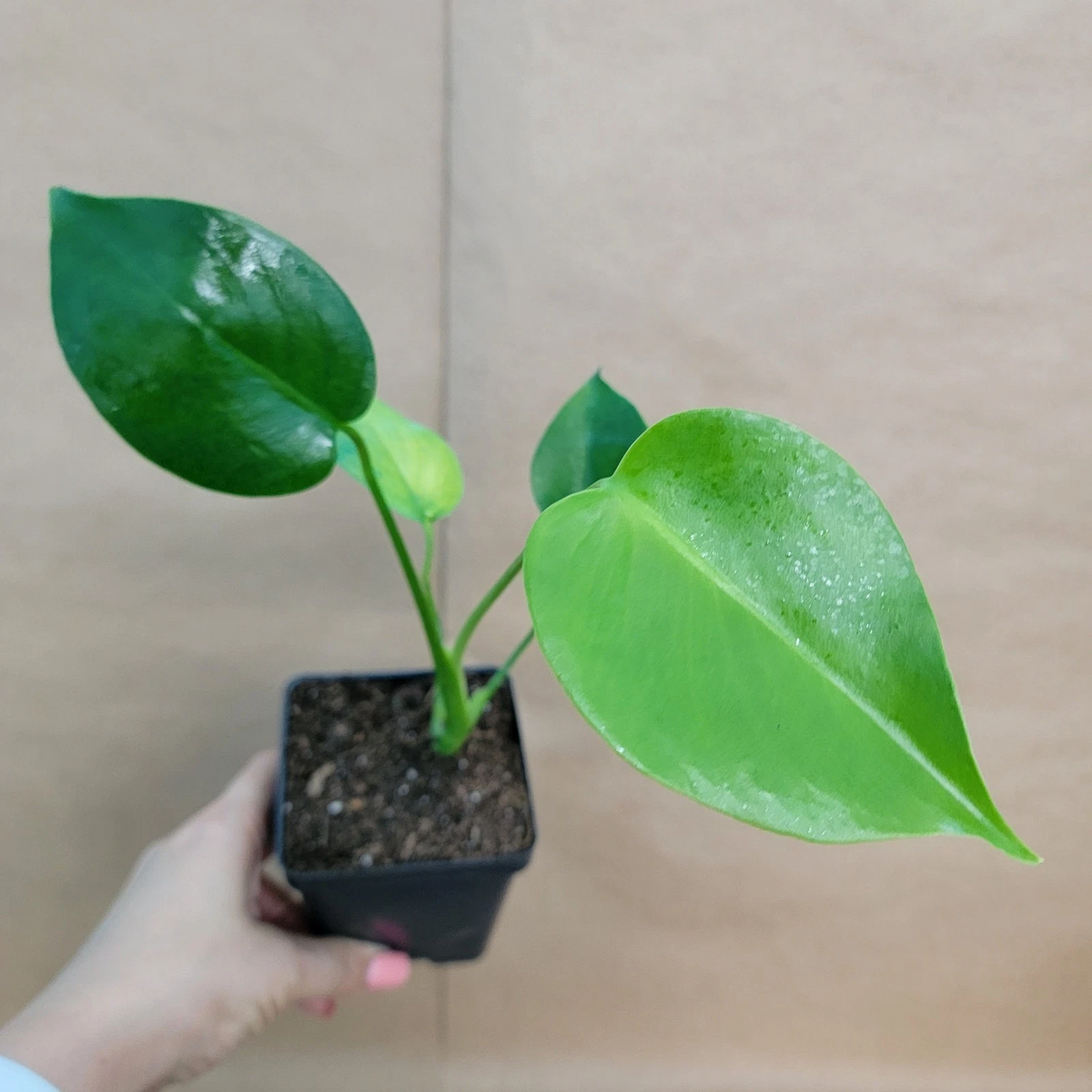 Monstera deliciosa Swiss Cheese Plant - 4 Inch Potted Starter Live Plant
