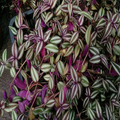 Tradescantia Zebrina Cuttings - 10 Purple Wandering Jew Stems for Rooting