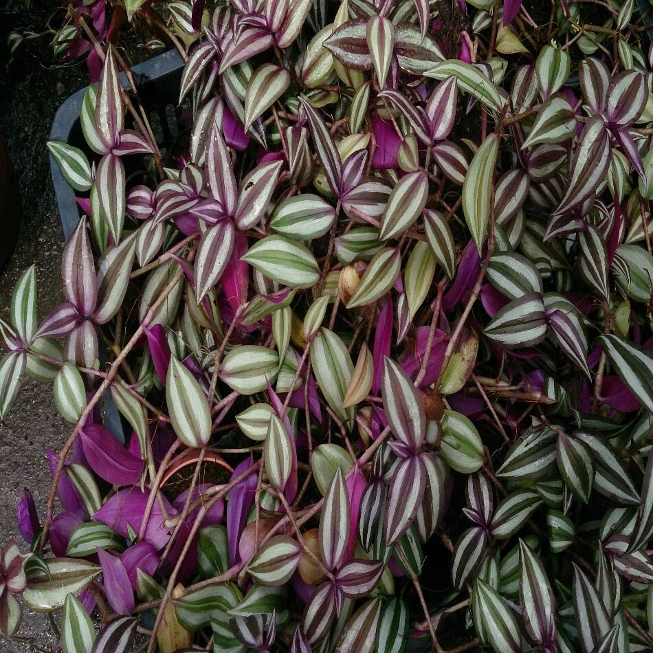 Tradescantia Zebrina Cuttings - 10 Purple Wandering Jew Stems for Rooting