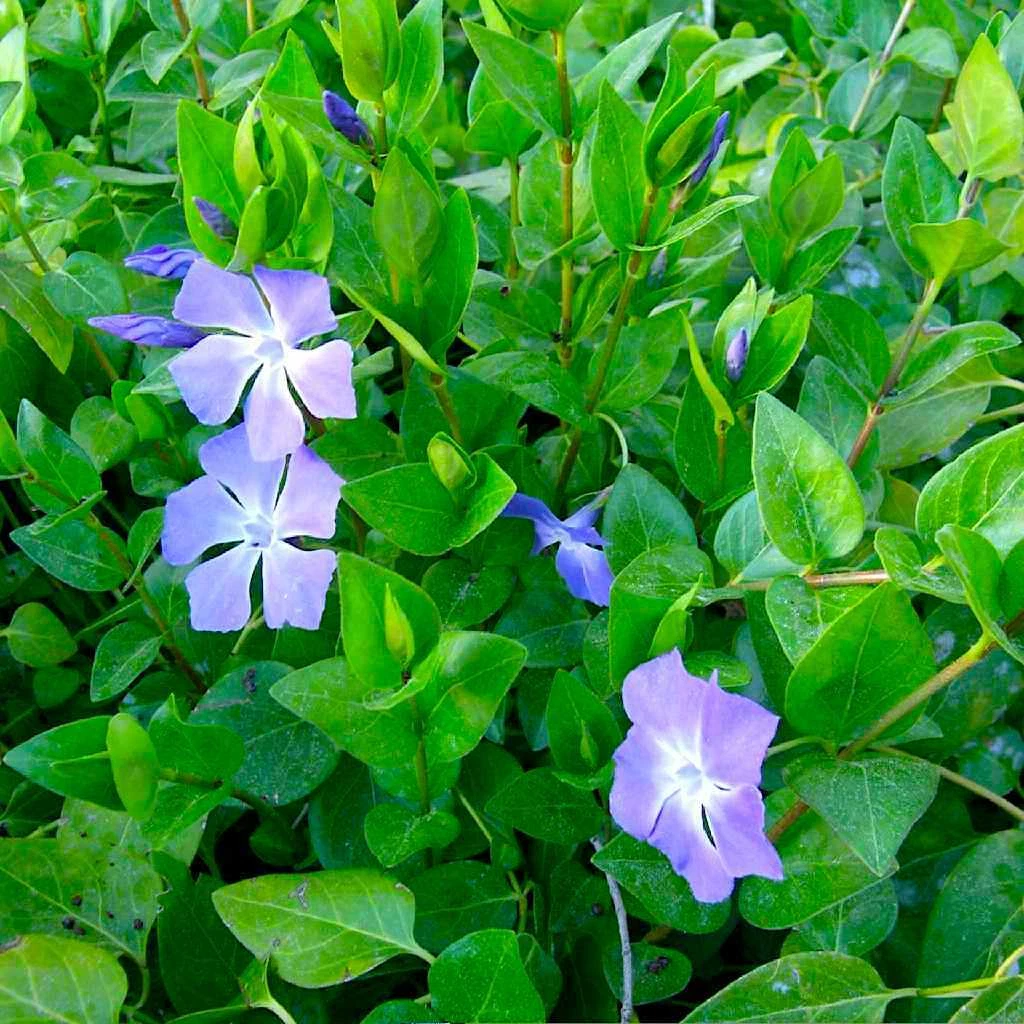 Vinca Major Periwinkle Rooted Cuttings – 10 Live Groundcover Plants 5–10" Long