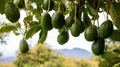 Cleopatra Avocado Cuttings – 5 Fresh Wax-Dipped Scions for Grafting (Persea americana) | Premium Grafting Wood