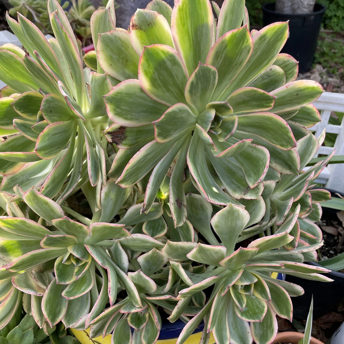 Aeonium Sunburst Cuttings - 2 Live 4–6