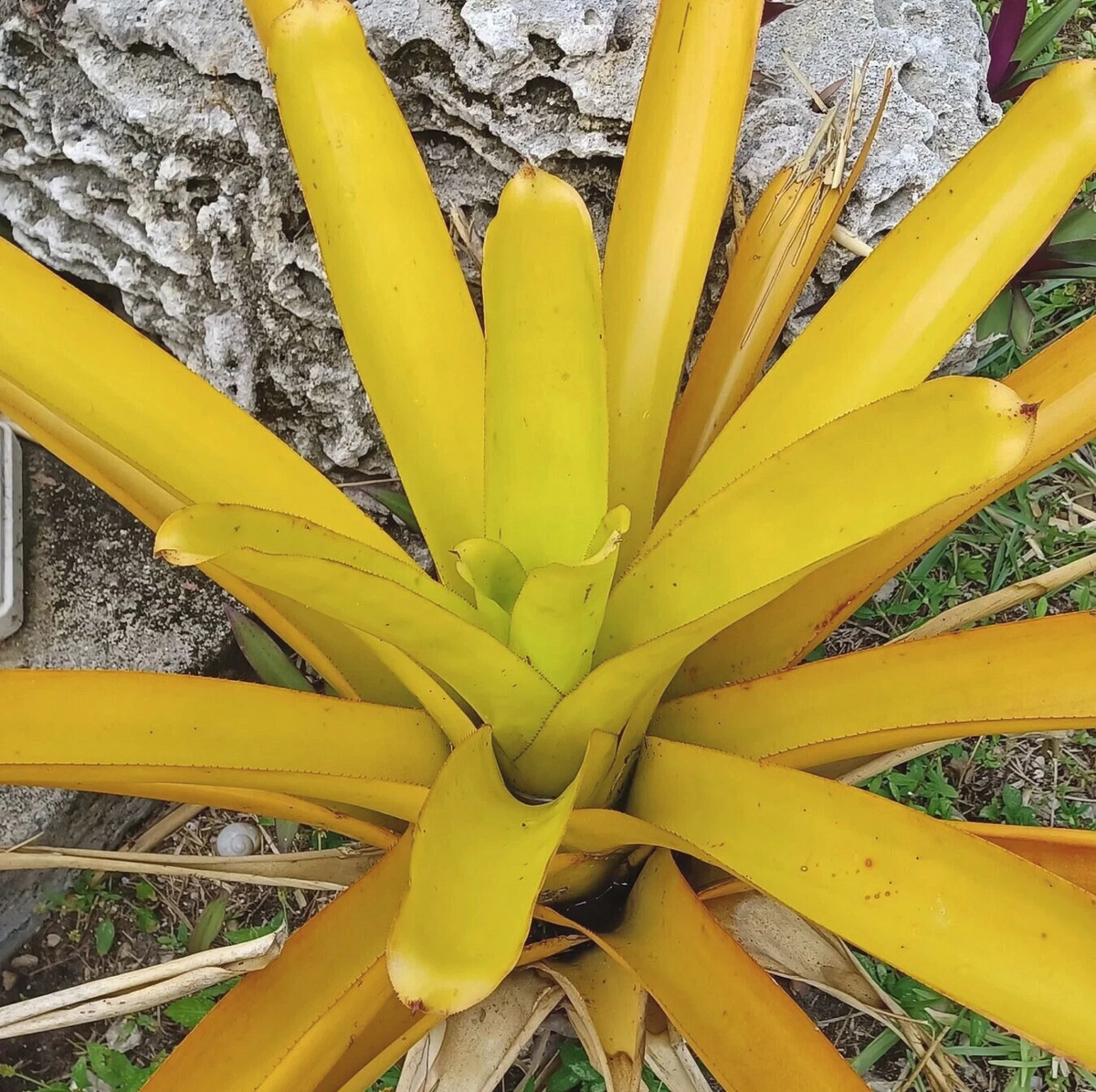 Aechmea Blanchetiana Lemon Pup Bromeliad - Live Yellow Full-Sun Bromeliad