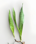Snake Plant Rooted Set – Dracaena trifasciata Live Sapien | Rooted Starter Plants