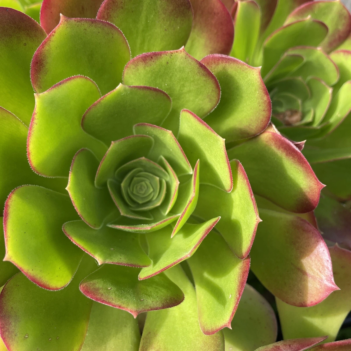 Aeonium Green Red – 2 Live Cuttings (3–5 in) Rosette Succulents