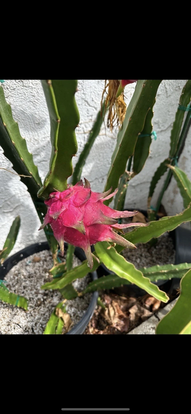 Taiwan Ruan Zhi Da Hong Dragon Fruit Cutting (10–15 in) Unrooted Pitaya Stem