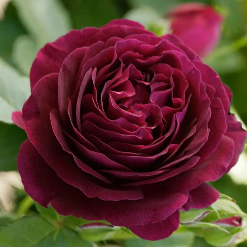 Twilight Zone Rose Cuttings - 3 Unrooted Stems for Rooting or Grafting