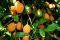Achacha Garcinia humilis Unrooted Cutting – Fresh Tropical Fruit Tree Propagation