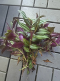 Tradescantia zebrina Cuttings - 10 Unrooted Wandering Jew Trailing Houseplant