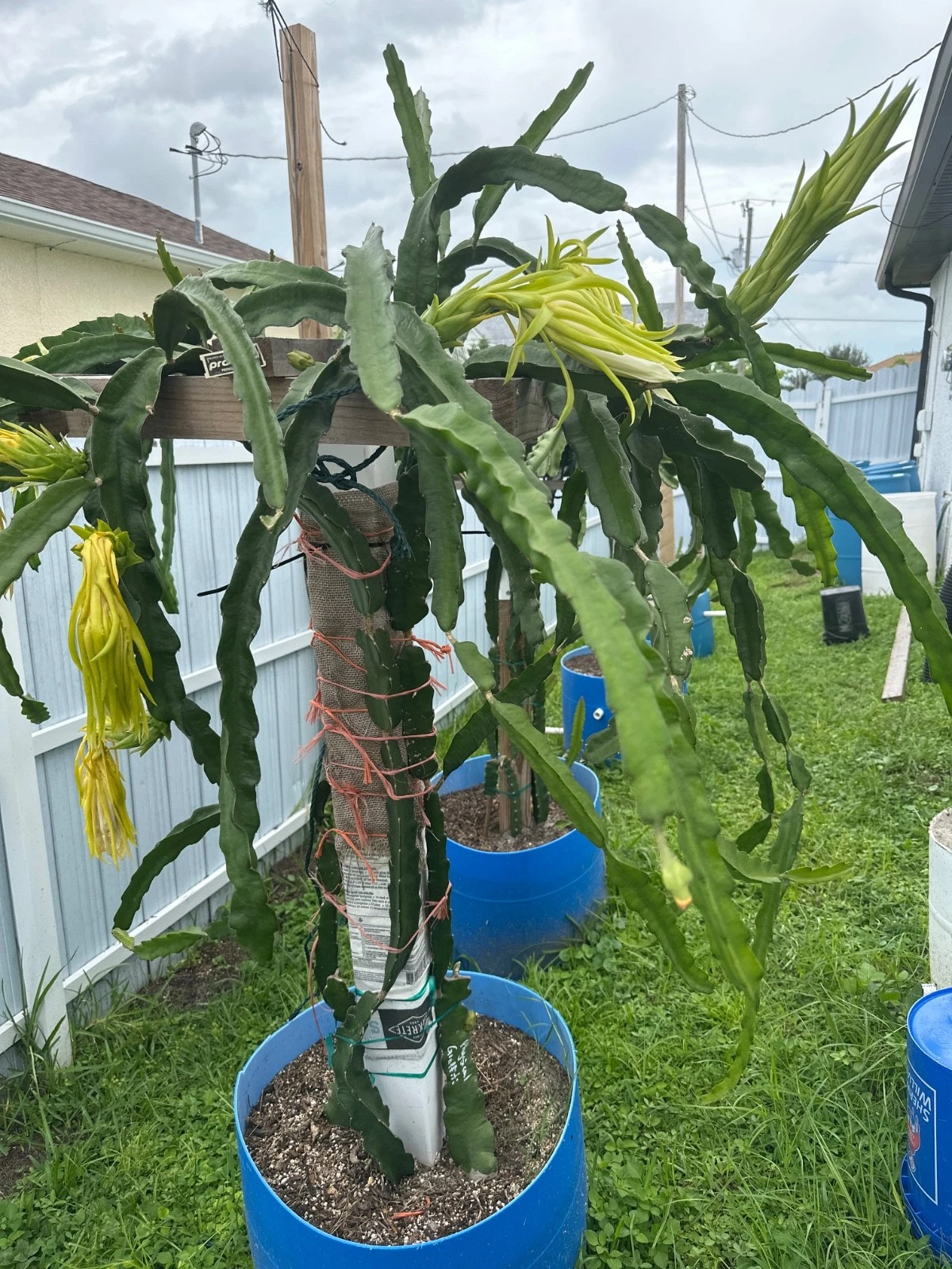 Florida Physical Graffiti Dragon Fruit Cutting - 12" Hylocereus/Selenicereus Hybrid