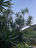 Dracaena Marginata Cuttings - 25 Unrooted 6–10" Stems for Bonsai, Indoor Pots