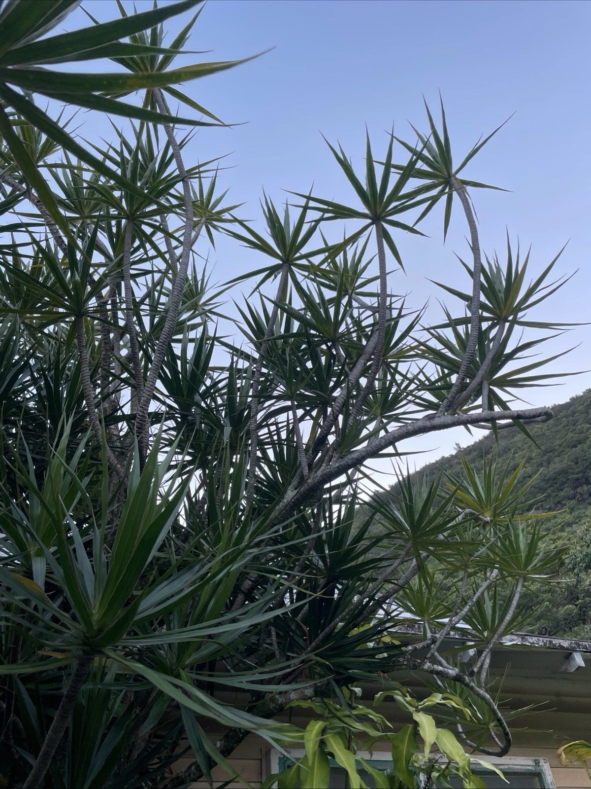 Dracaena Marginata Cuttings - 25 Unrooted 6–10" Stems for Bonsai, Indoor Pots