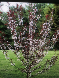 Cistena Plum Trees (Prunus × cistena) - 2 Live Purple Foliage Ornamental Trees, Approximately 2 ft