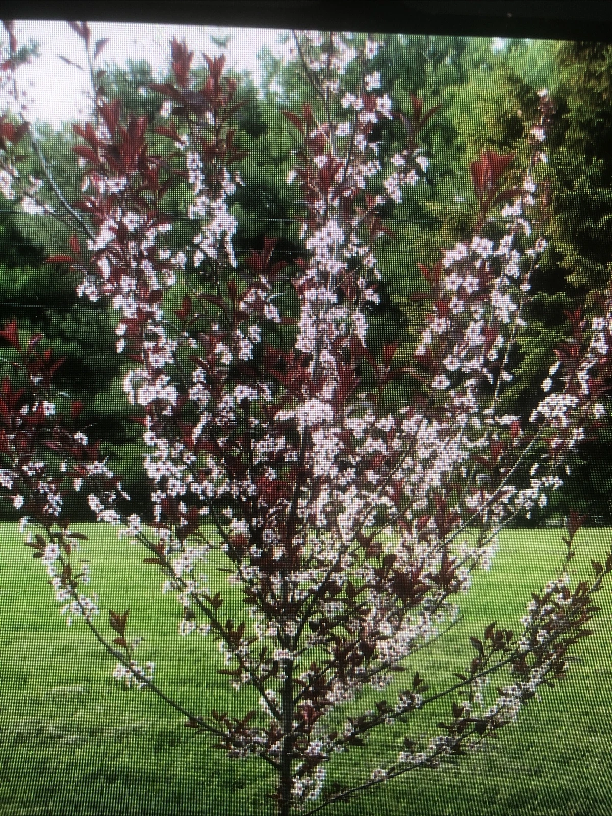 Cistena Plum Trees (Prunus × cistena) - 2 Live Purple Foliage Ornamental Trees, Approximately 2 ft