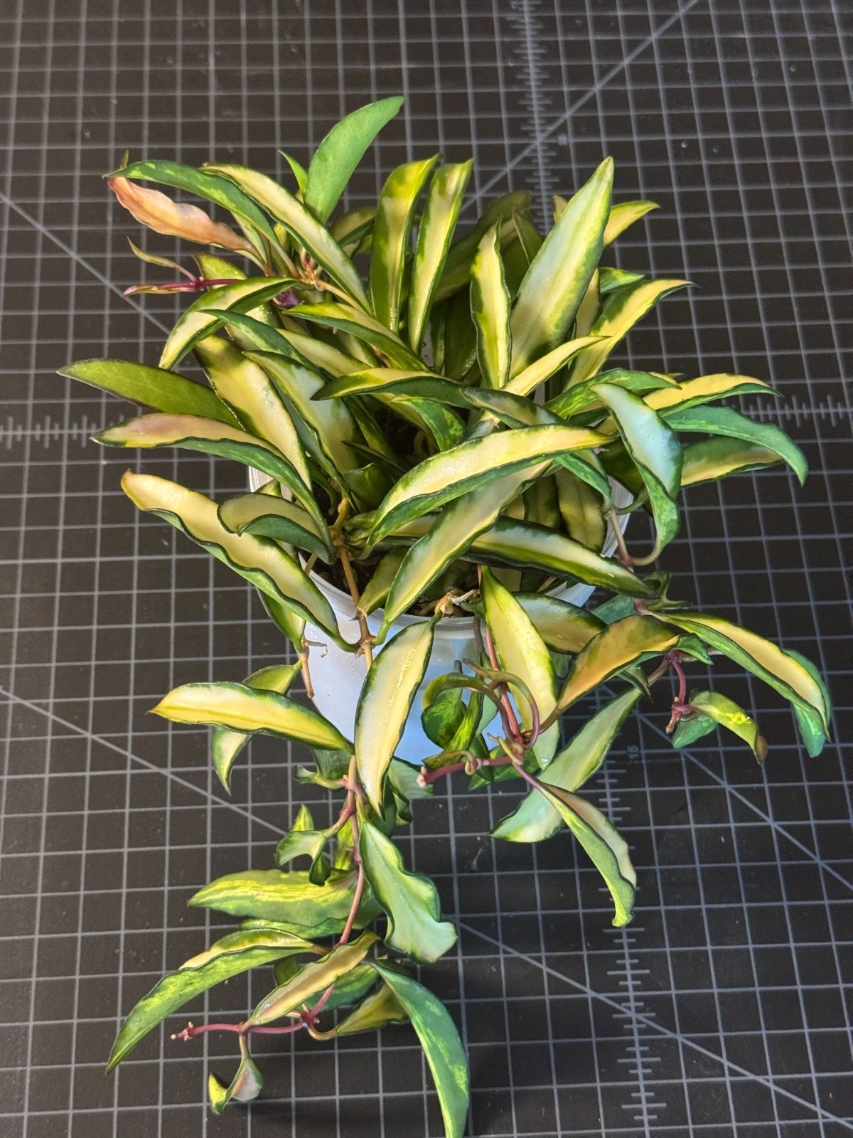 Hoya Kentiana Inner Variegated Cutting - 3 Node Unrooted Live Vine Cutting