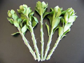 Pereskiopsis spathulata Grafting Stock Cutting – Unrooted 4-Inch