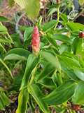 Red Button Ginger Costus woodsonii – Rooted 10–12 Inch Starter Plant