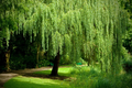 Weeping Willow Cuttings (White Willow) – 12 Unrooted Salix Hardwood Cuttings for Fast-Growing Shade