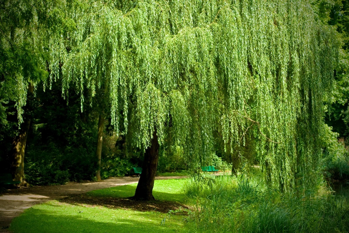 Weeping Willow Cuttings (White Willow) – 12 Unrooted Salix Hardwood Cuttings for Fast-Growing Shade