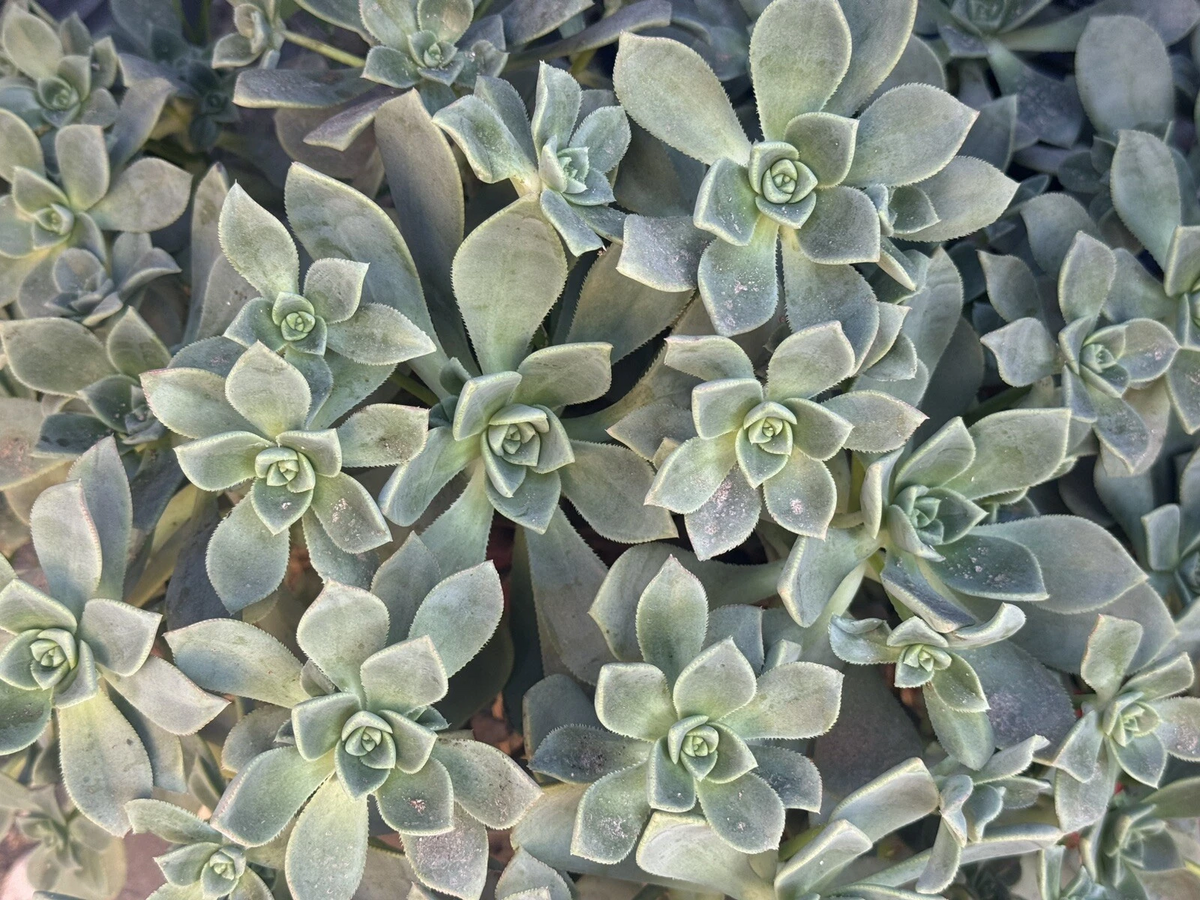 Aeonium haworthii Pinwheel Succulent Cuttings – Set of 4 Unrooted