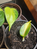 Philodendron Heartleaf Rooted Cutting in 3" Pot | Easy Indoor Trailing Houseplant