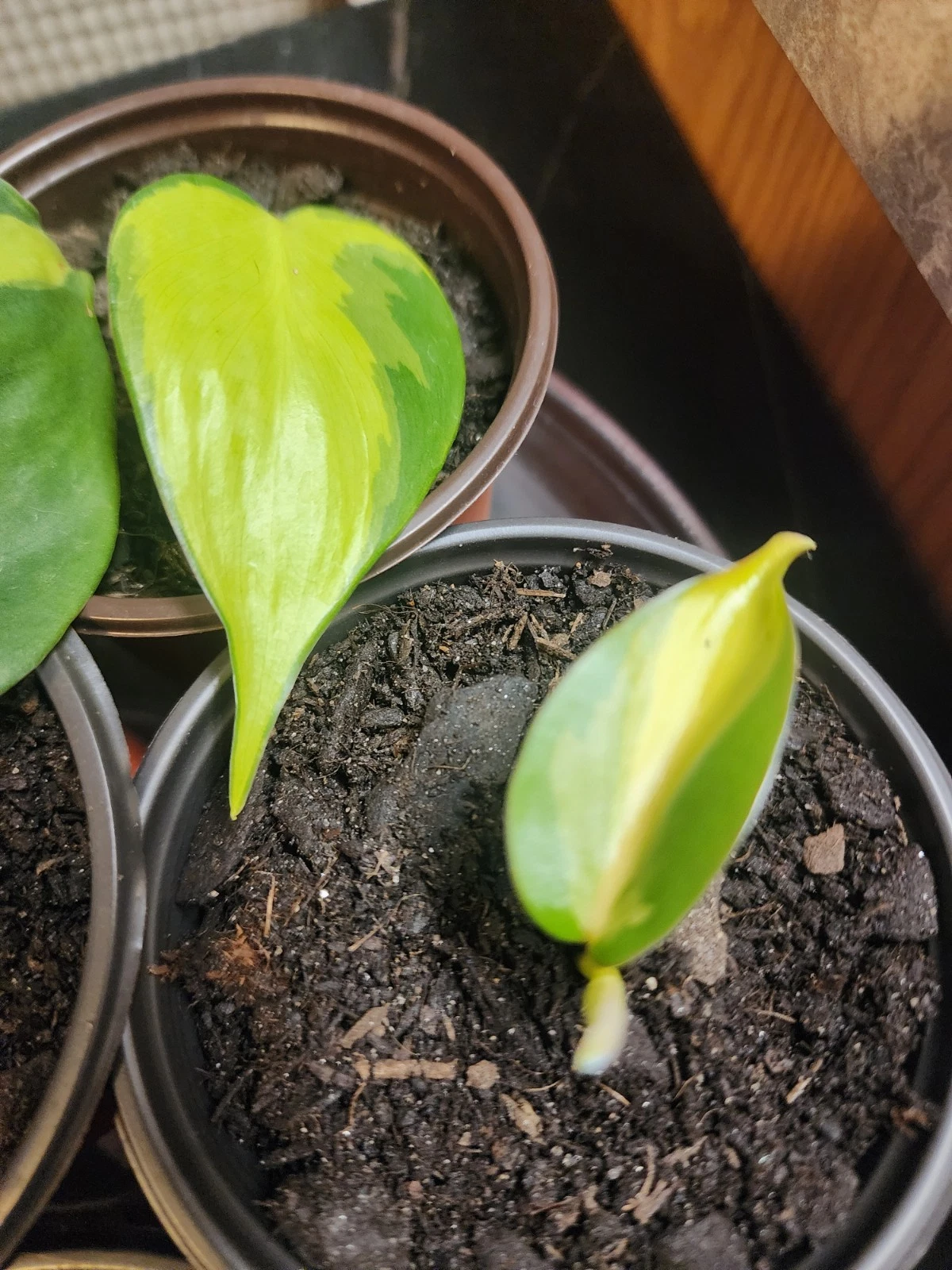 Philodendron Heartleaf Rooted Cutting in 3" Pot | Easy Indoor Trailing Houseplant