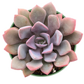 Graptoveria Debbi - Fully Rooted 4-Inch Pot Succulent