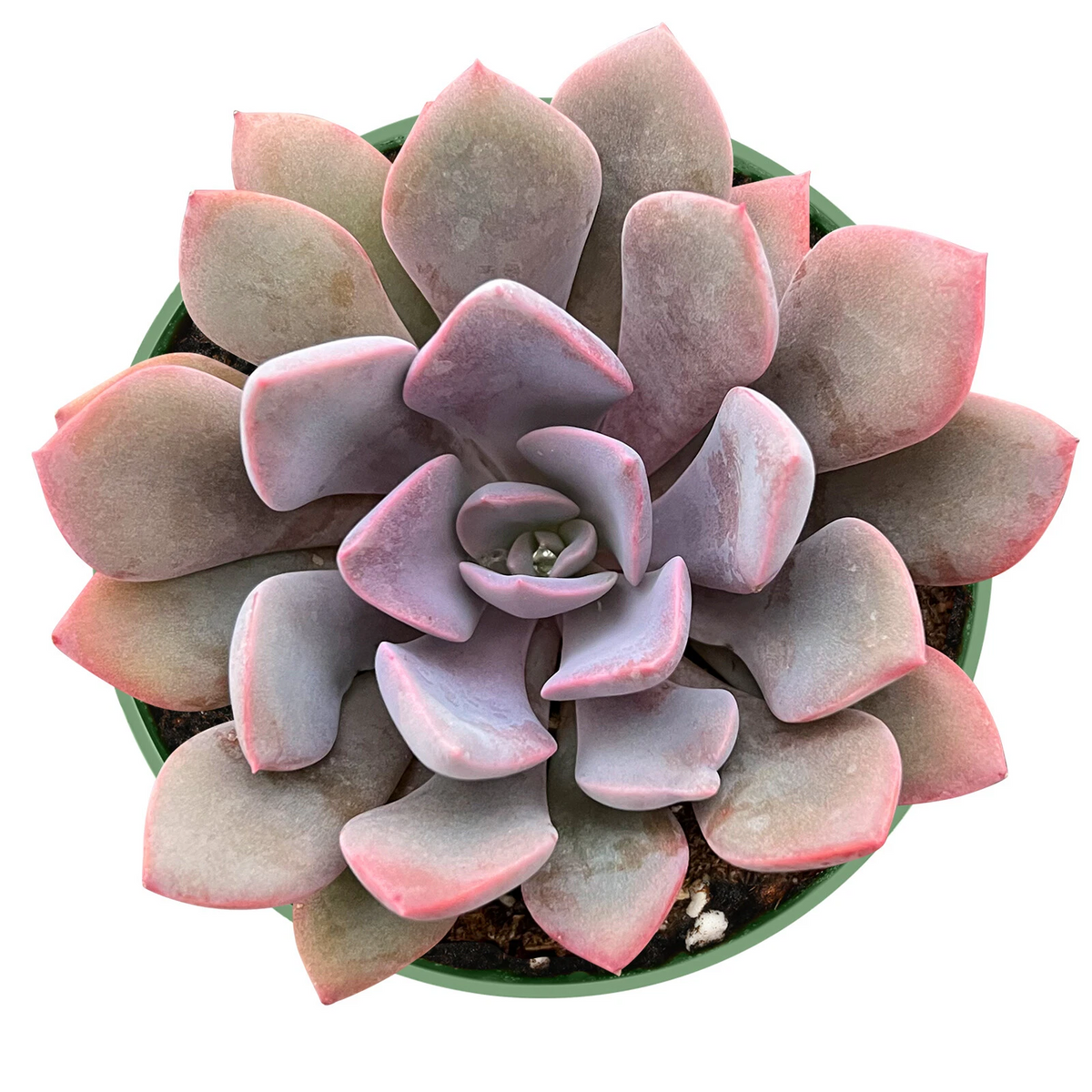 Graptoveria Debbi - Fully Rooted 4-Inch Pot Succulent