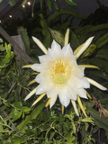 LISA Dragon Fruit Cuttings (Hylocereus) Unrooted Mature Stem Cuttings – Pitaya Variety