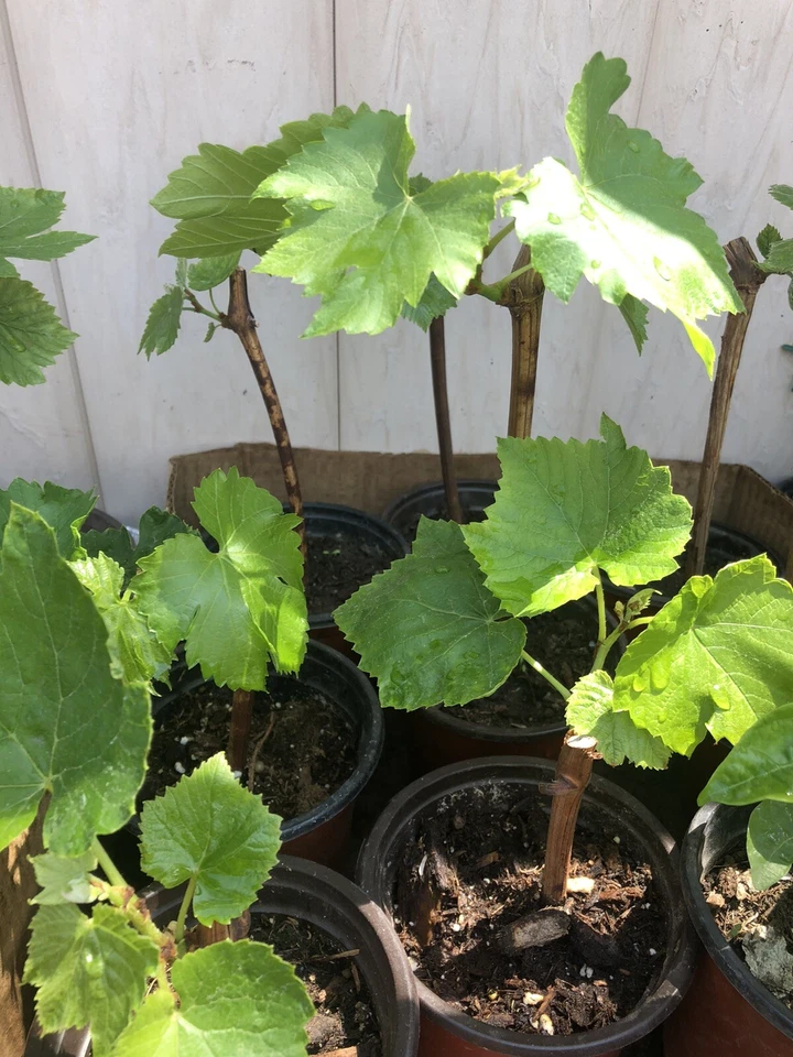 Green Seedless Grape Vine - 12" Live Rooted Cutting in Pot | Ready to Plant