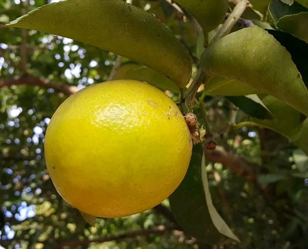 Palestine Sweet Lemon Cutting (6–8") | Unrooted Citrus Scion for Rooting or Grafting