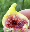 White Adriatic Fig Tree Cuttings – 3 Unrooted Cuttings (Ficus carica)