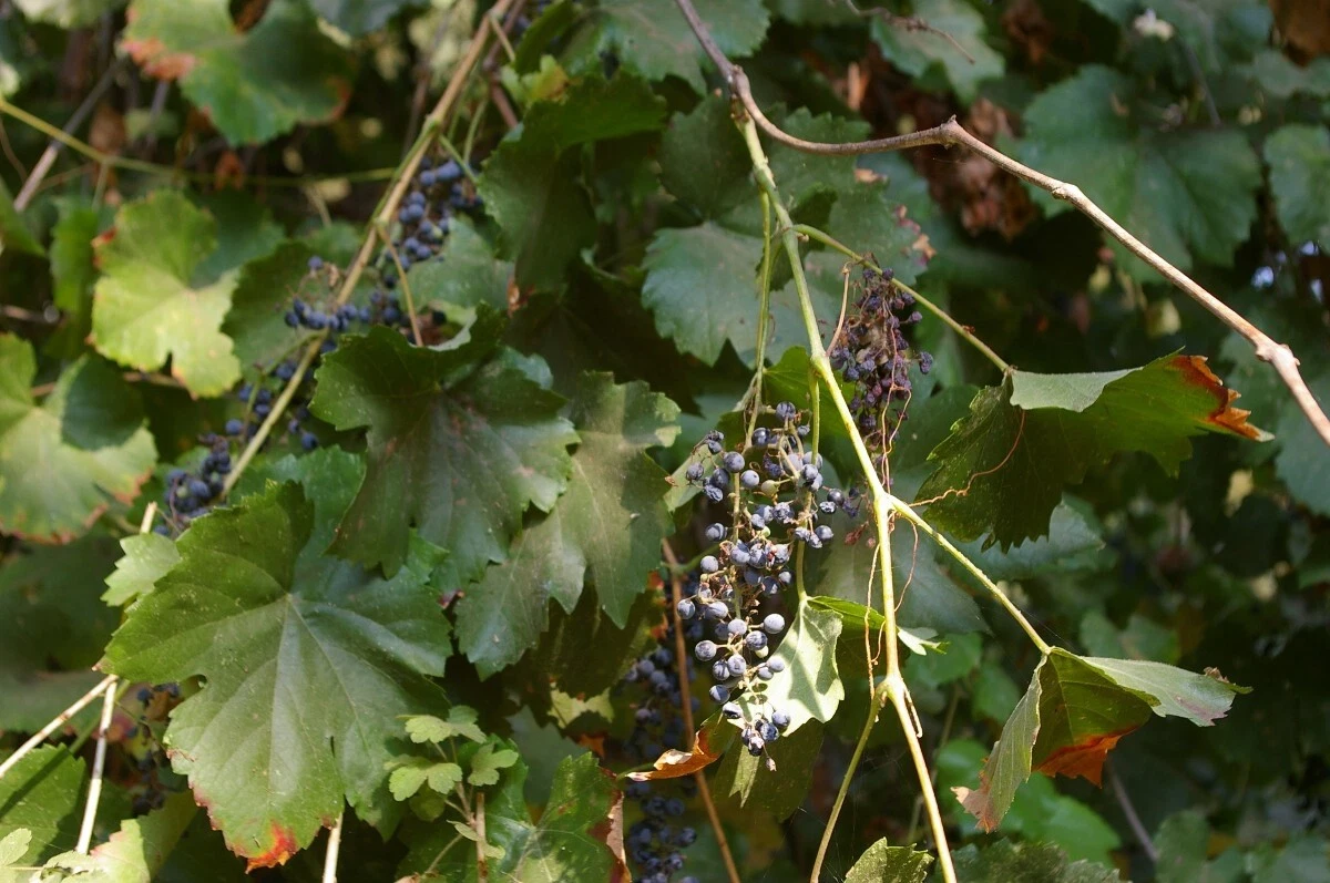 Wild Grape Vine Cuttings (Vitis spp.) – 5 Unrooted Cuttings, Organic, Never Sprayed