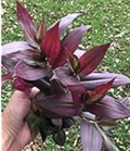Tradescantia Red Gem Cuttings – 7 Unrooted Wandering Jew Propagation Sticks